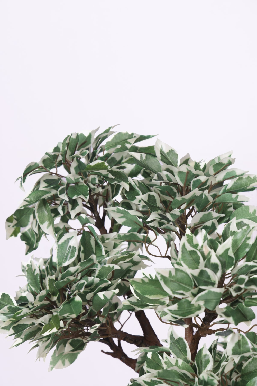 Pollination Classy Artificial Ficus Tree Bonsai Plant Without Pot ( Pack of 1 ) - Image 2