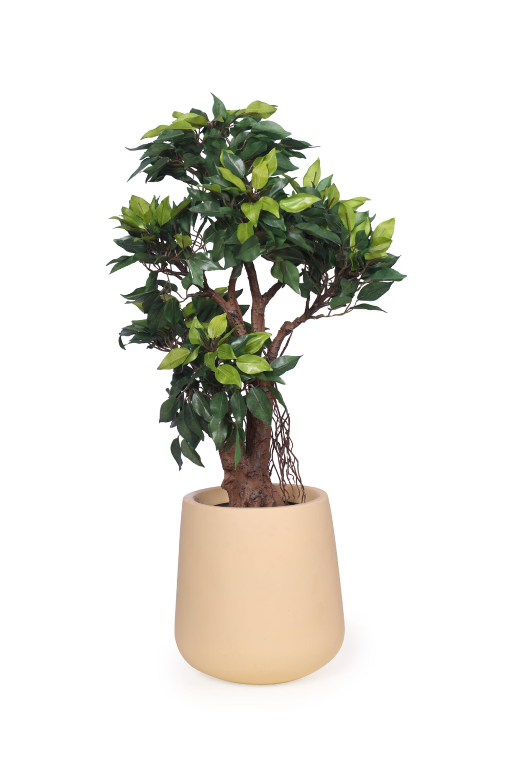 Pollination Classy Artificial Ficus Tree Bonsai Plant Without Pot ( Pack of 1 ) - Image 4