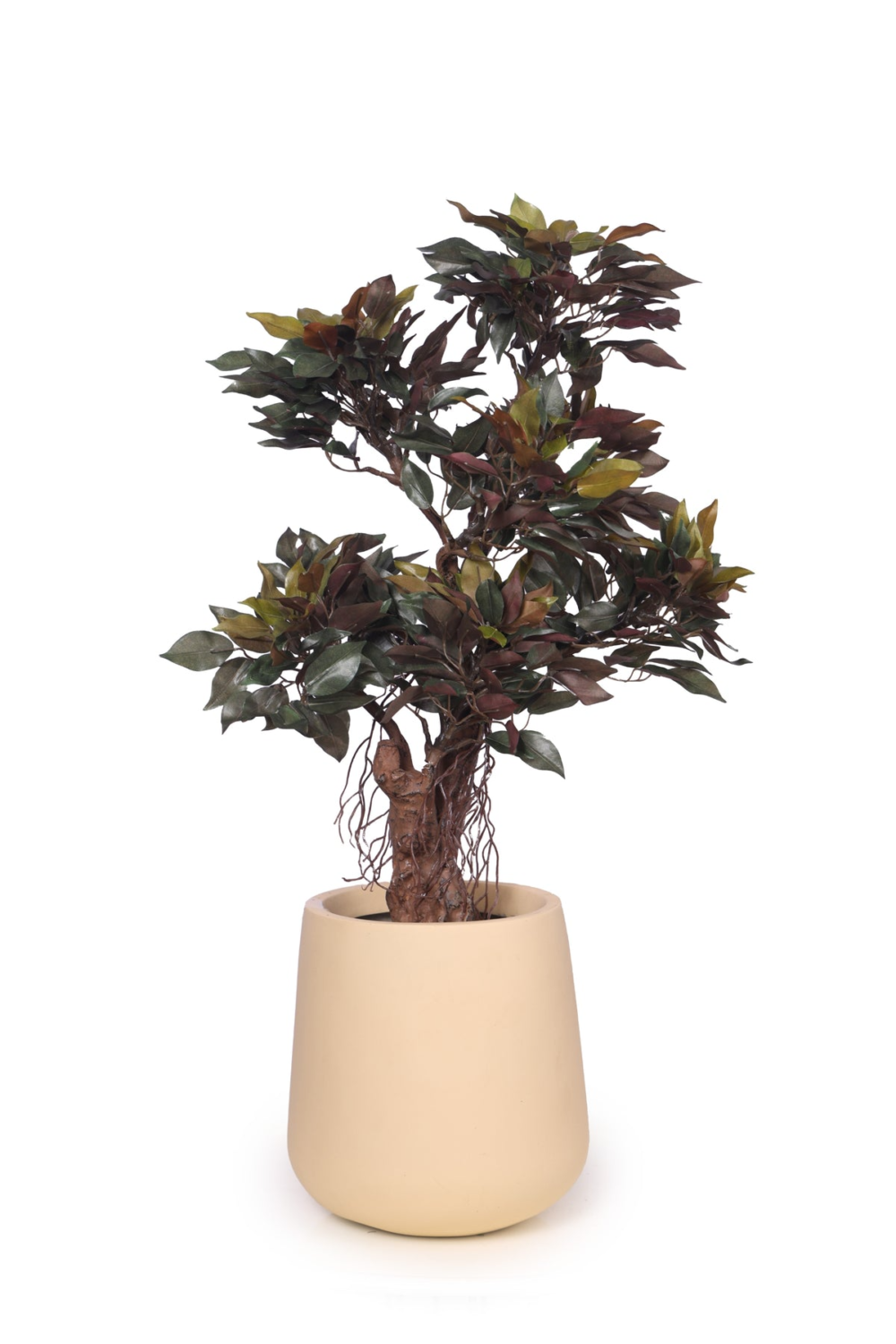 Pollination Classy Artificial Ficus Tree Bonsai Plant Without Pot ( Pack of 1 ) - Image 6