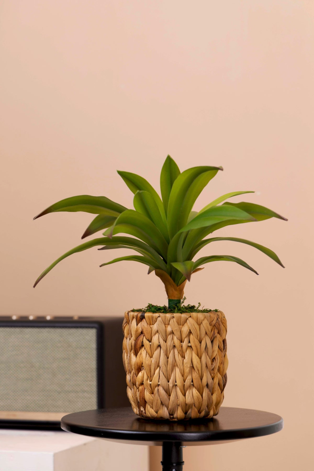 Dracaena Plant Bonsai For Indoor - 36 CM