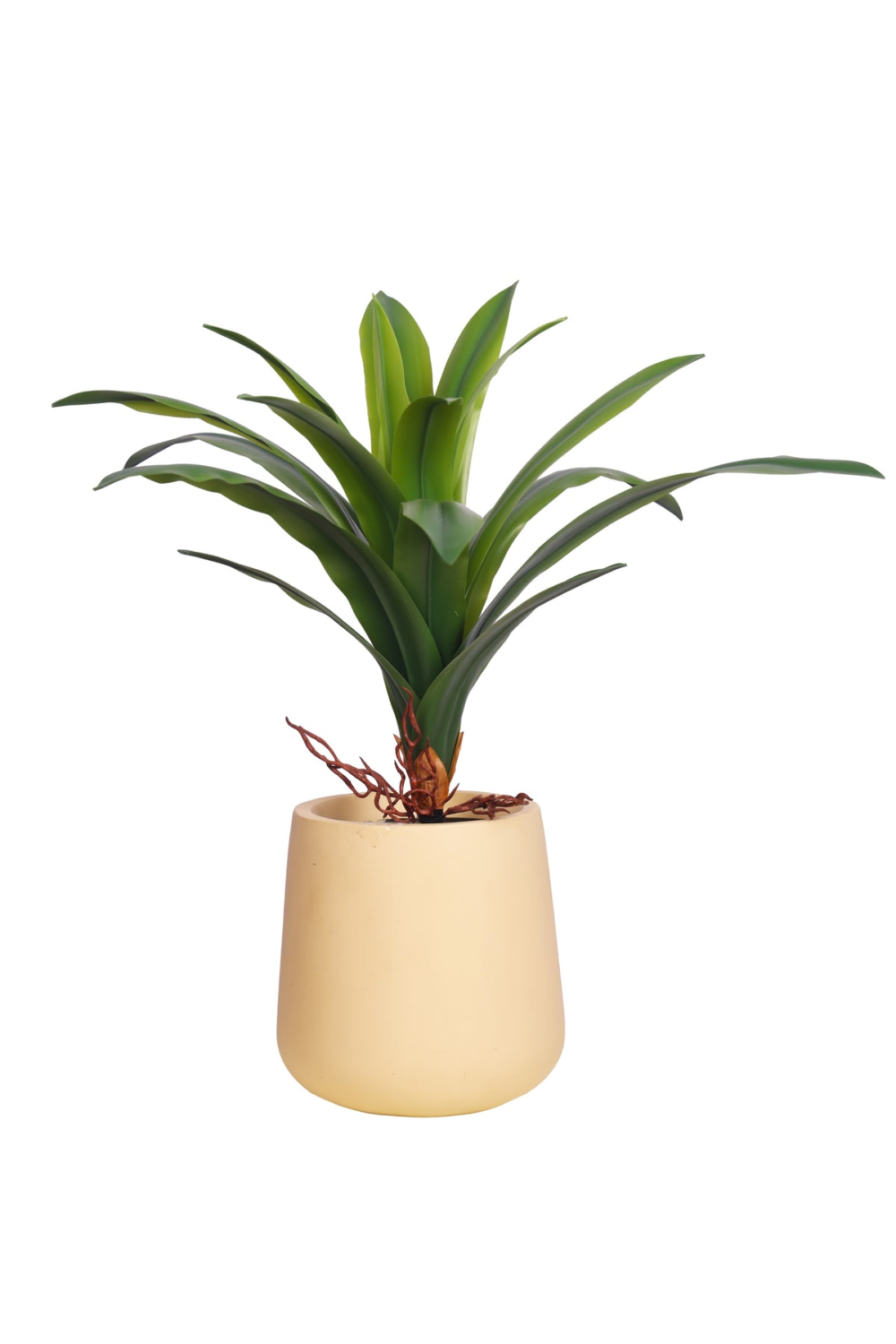 Dracaena Plant Bonsai For Indoor - 40 CM - Image 2