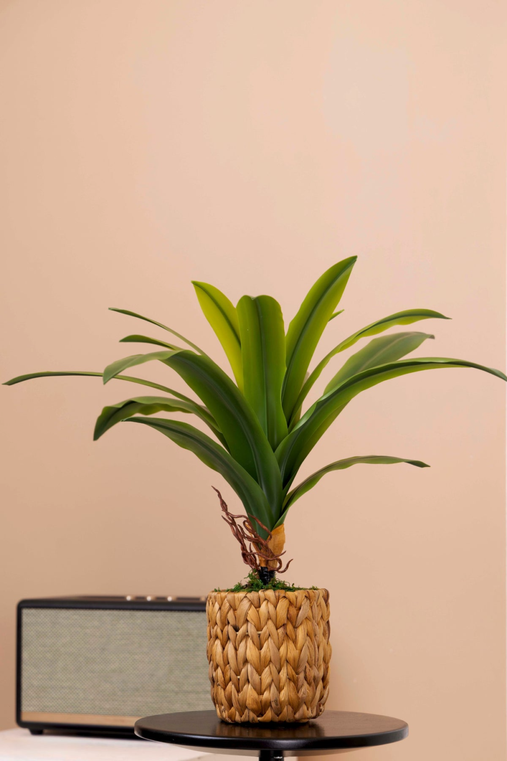 Dracaena Plant Bonsai For Indoor - 40 CM