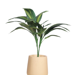 Pollination Real Look Stunning Artificial Dracaena Plant Without Pot ( Pack Of 1, 27 Inch ) - Image 9
