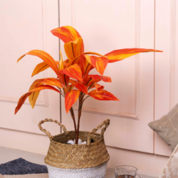 Pollination Real Look Stunning Artificial Dracaena Plant Without Pot ( Pack Of 1, 27 Inch ) - Image 3