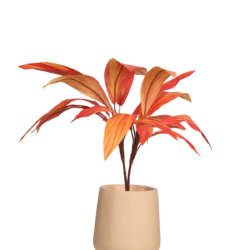 Pollination Real Look Stunning Artificial Dracaena Plant Without Pot ( Pack Of 1, 27 Inch ) - Image 4