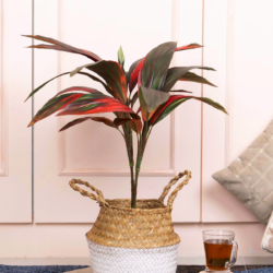 Pollination Real Look Stunning Artificial Dracaena Plant Without Pot ( Pack Of 1, 27 Inch ) - Image 5
