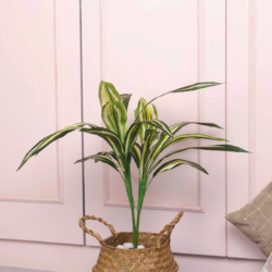 Pollination Real Look Stunning Artificial Dracaena Plant Without Pot ( Pack Of 1, 27 Inch ) - Image 7