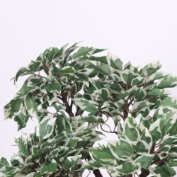 Pollination Classy Artificial Ficus Tree Bonsai Plant Without Pot ( Pack of 1 ) - Image 2