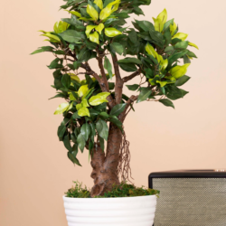 Pollination Classy Artificial Ficus Tree Bonsai Plant Without Pot ( Pack of 1 ) - Image 3