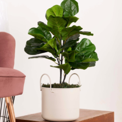 Pollination artificial Medium Fiddle Leaf Plant Without Pot (2 FT, 30 Leaves)