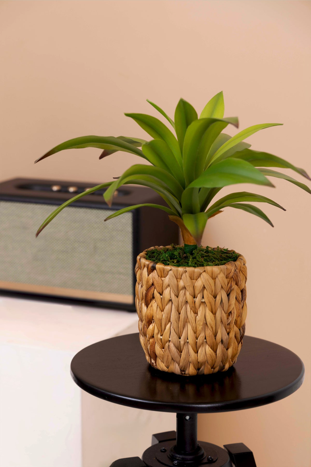 Dracaena Plant Bonsai For Indoor - 36 CM - Image 2