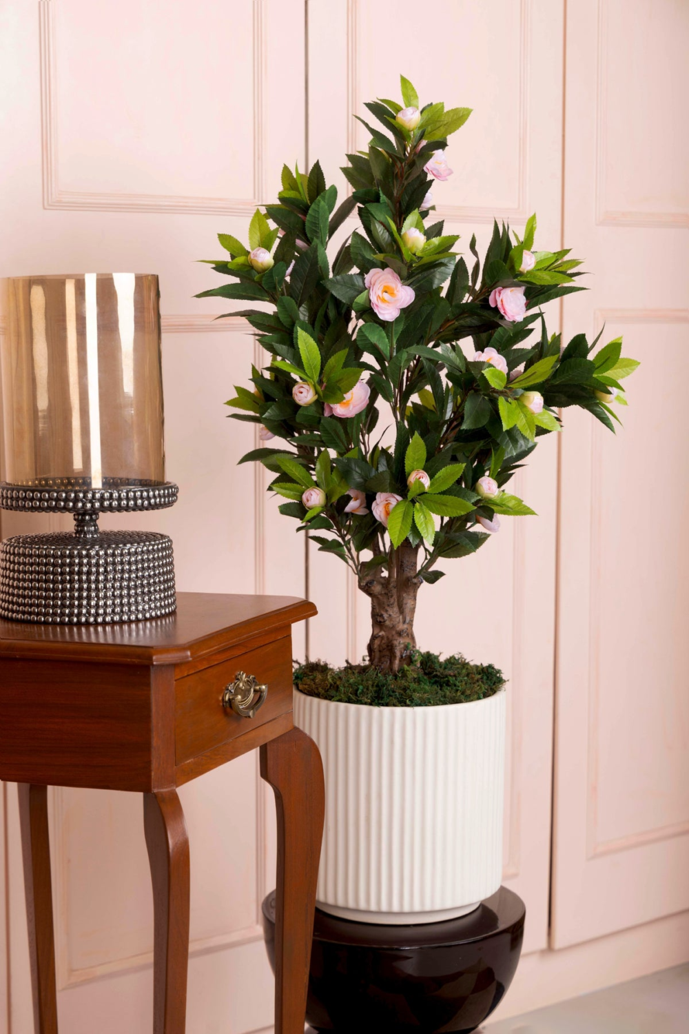 Pollination Ravishing Camelia Rose Plant With Pot For Home Decoration ( Pack Of 1, 78cm ) - Image 3