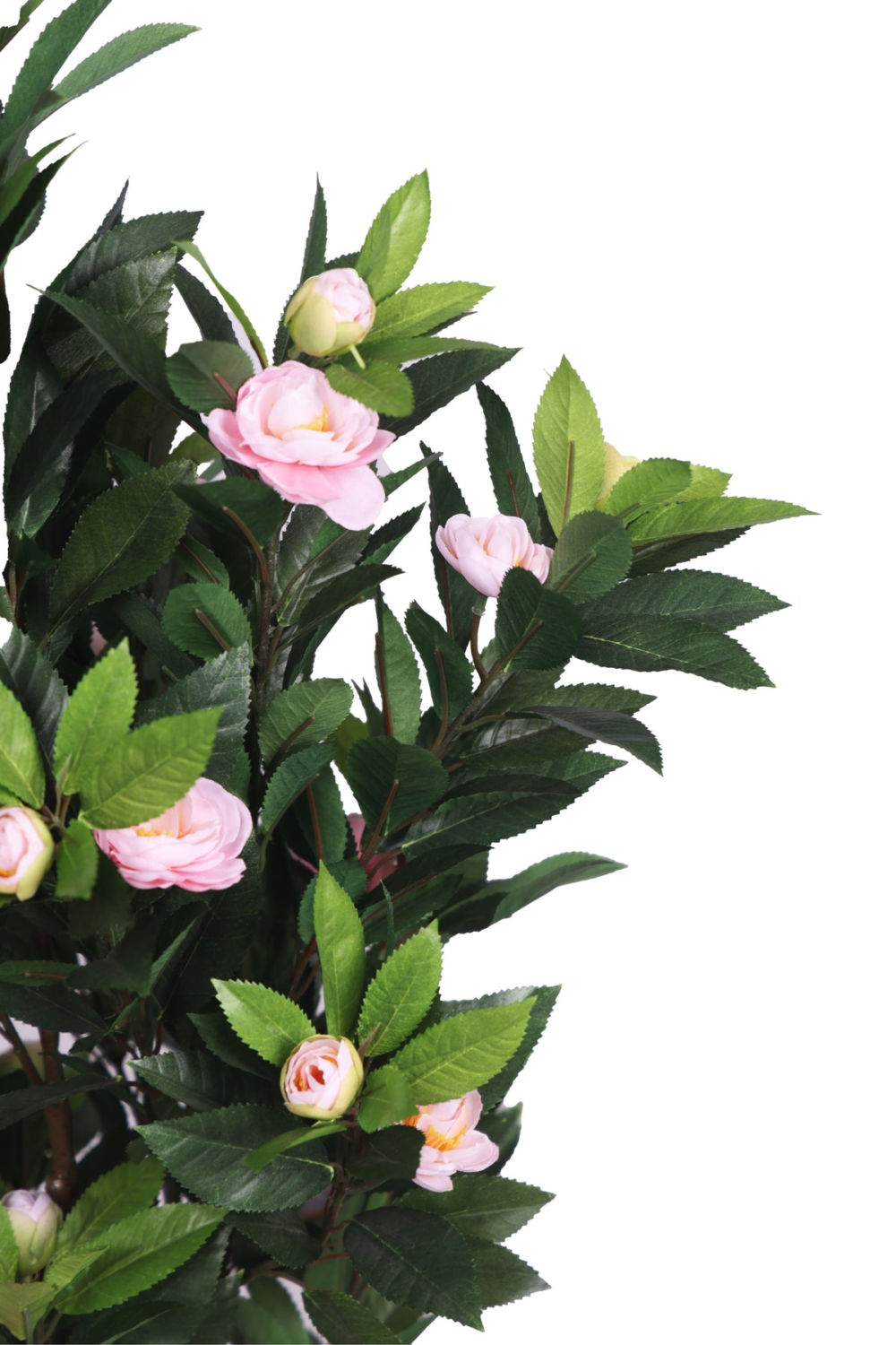 Pollination Ravishing Camelia Rose Plant With Pot For Home Decoration ( Pack Of 1, 78cm ) - Image 4
