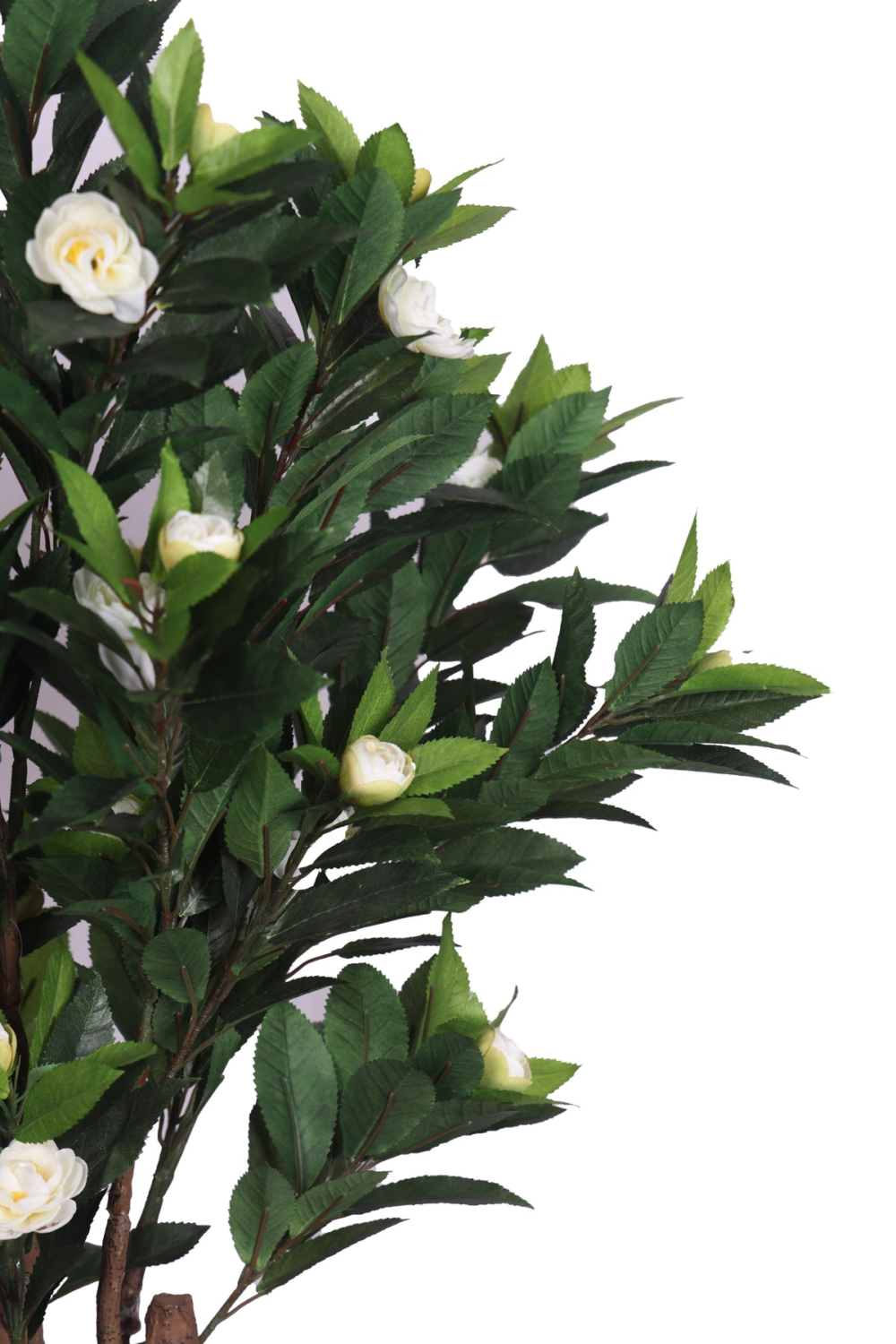 Pollination Ravishing Camelia Rose Plant With Pot For Home Decoration ( Pack Of 1, 78cm ) - Image 7