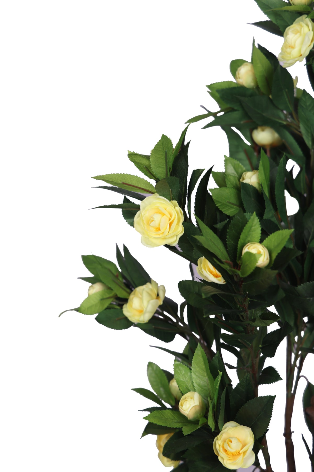 Pollination Ravishing Camelia Rose Plant With Pot For Home Decoration ( Pack Of 1, 78cm ) - Image 9